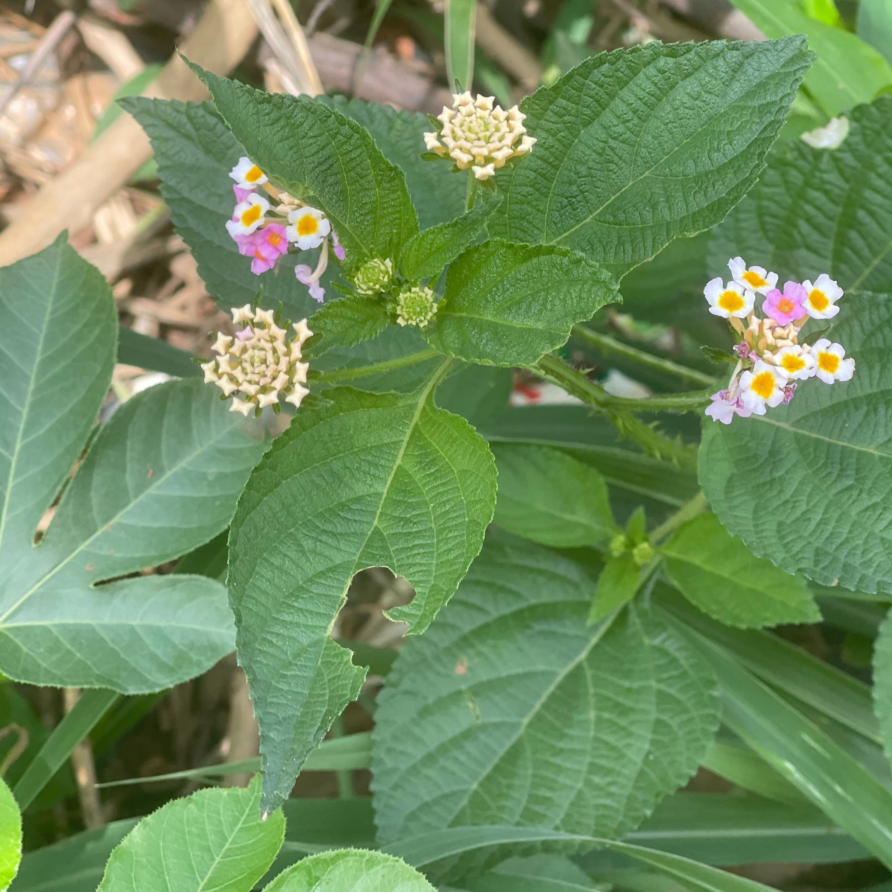 General Health Consultation